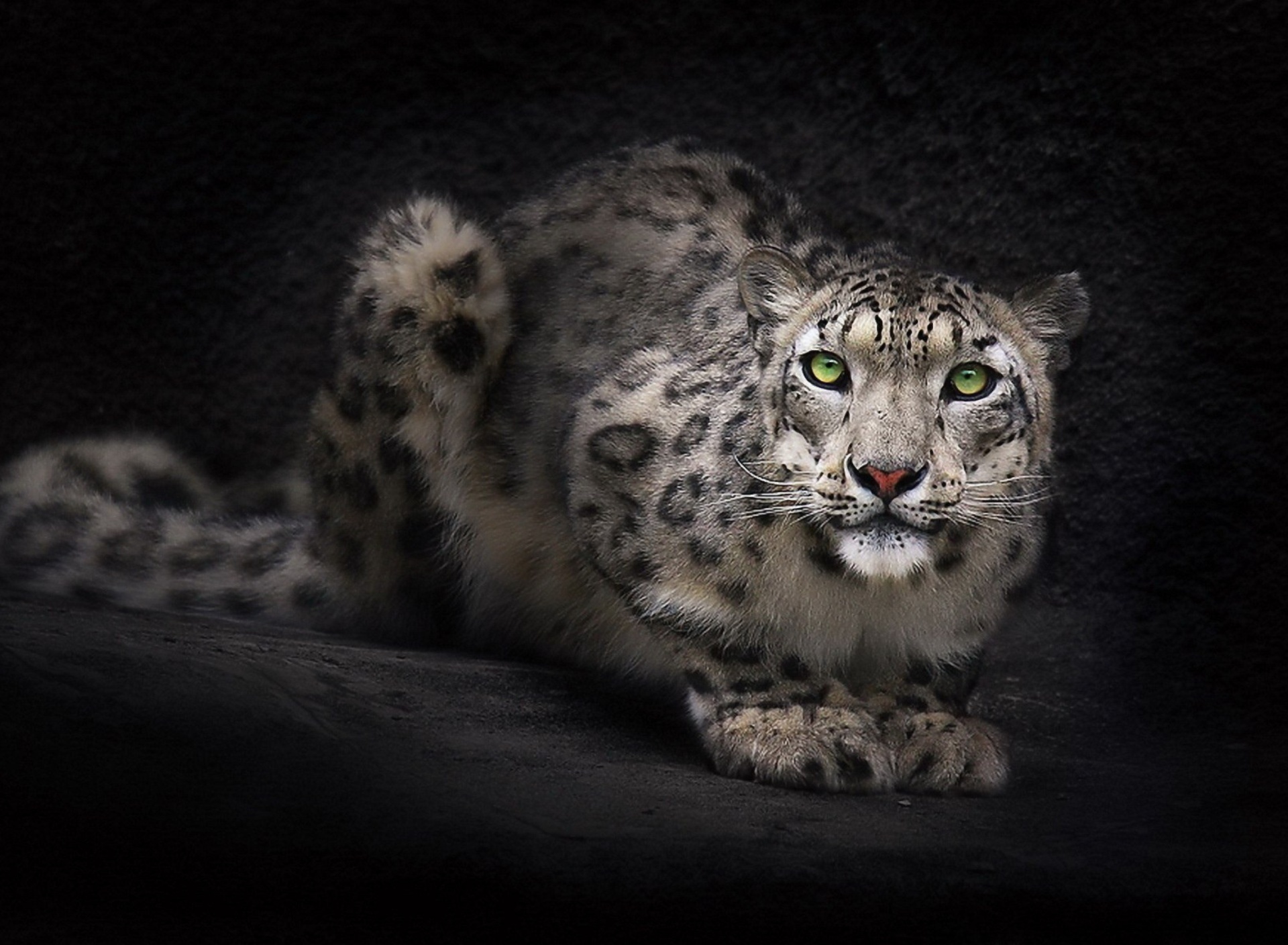 Sfondi Snow Leopard 1920x1408