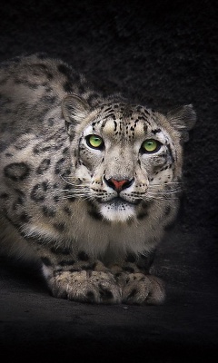 Snow Leopard screenshot #1 240x400