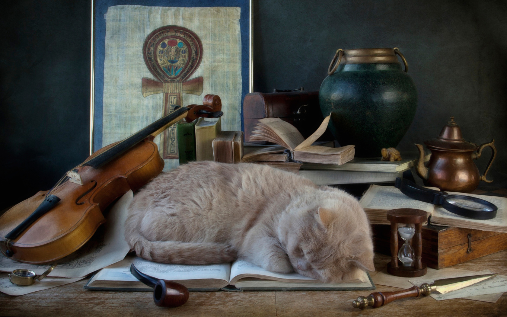 Sleeping Cat wallpaper 1680x1050