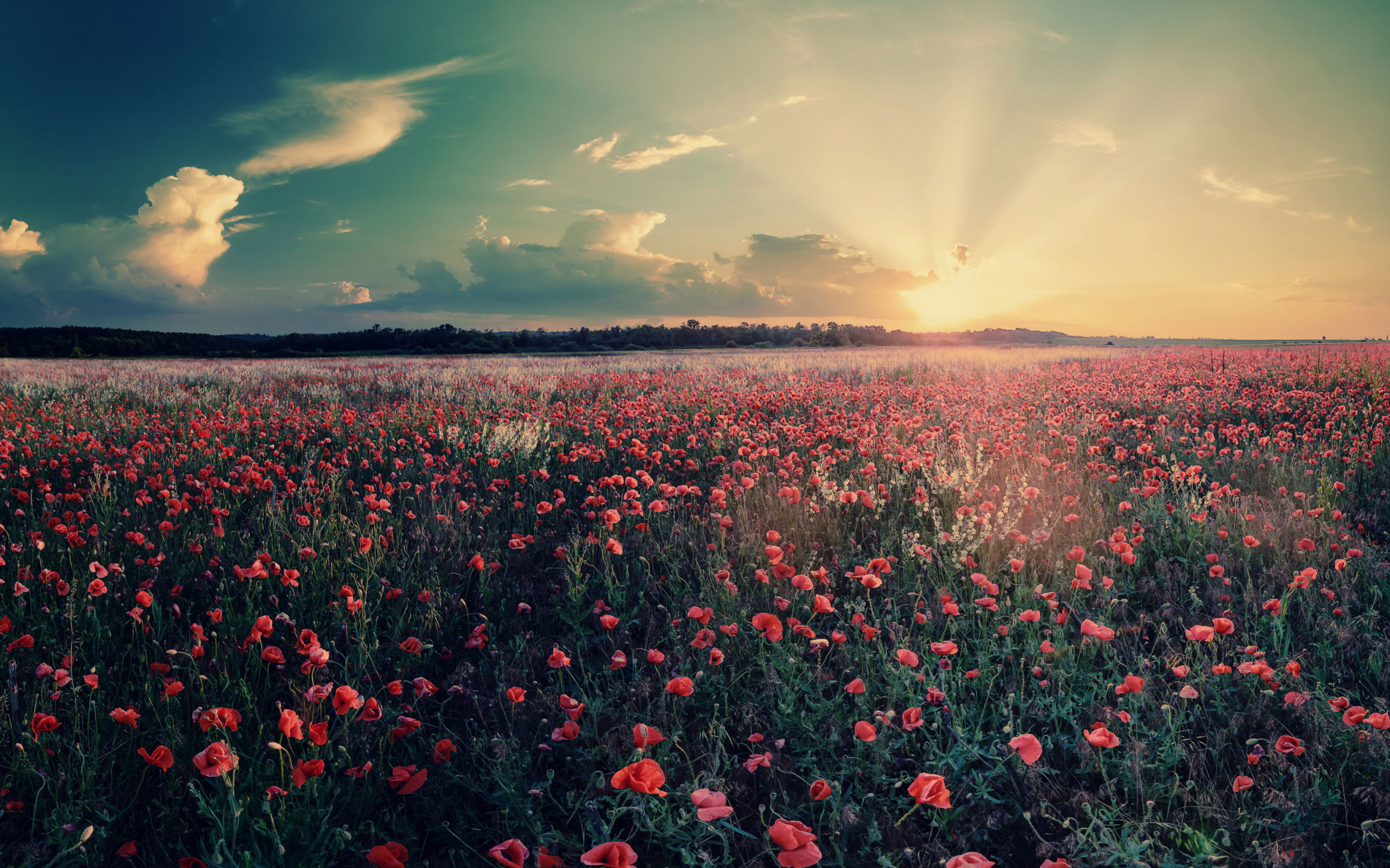 Poppy Field Under Sun screenshot #1 2560x1600