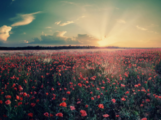 Poppy Field Under Sun screenshot #1 320x240