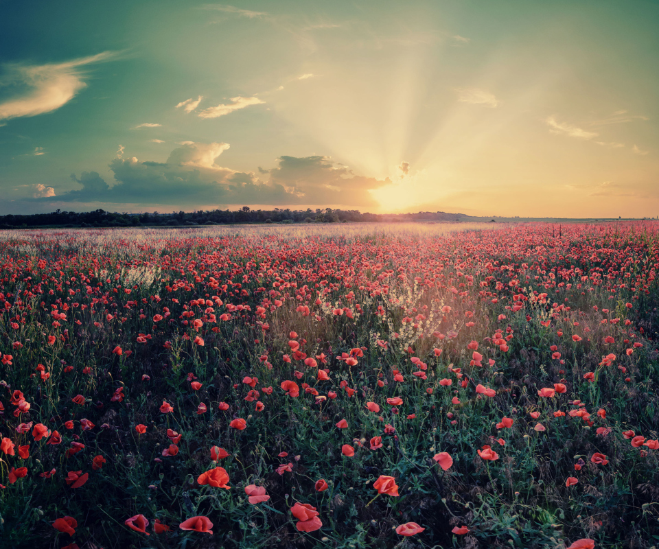 Das Poppy Field Under Sun Wallpaper 960x800