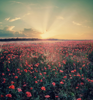 Poppy Field Under Sun - Obrázkek zdarma pro 1024x1024