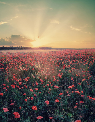 Poppy Field Under Sun - Obrázkek zdarma pro 176x220