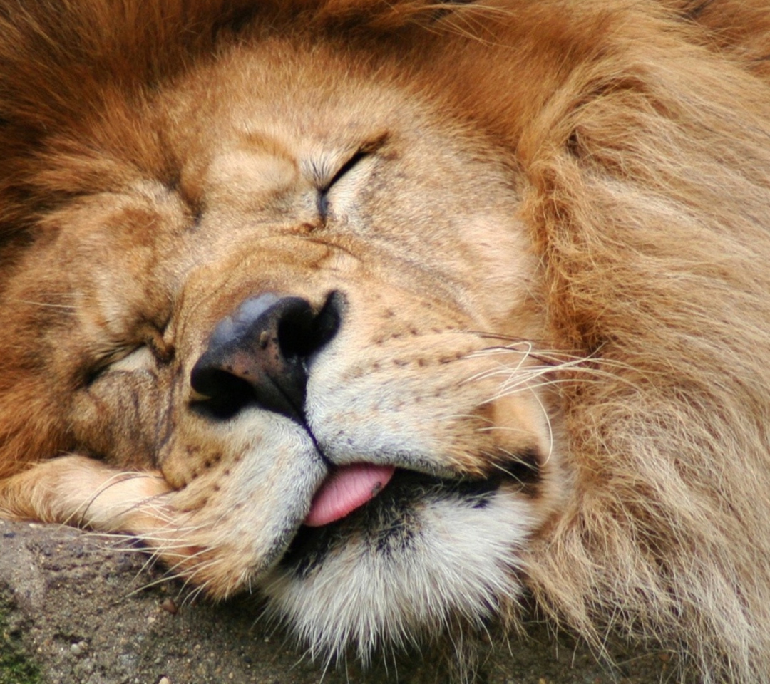 Sleeping Lion wallpaper 1080x960