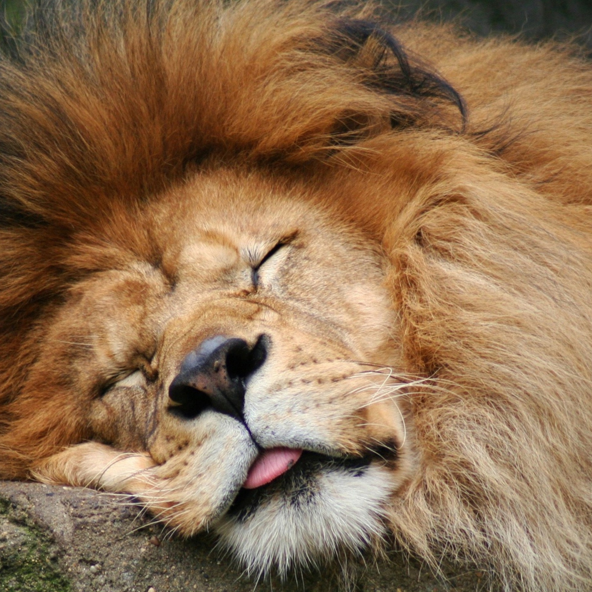 Sleeping Lion wallpaper 2048x2048