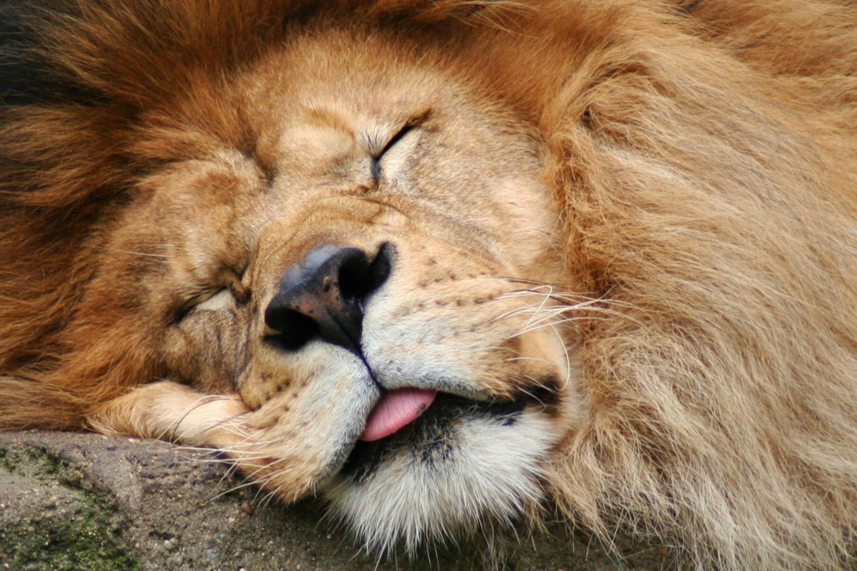 Fondo de pantalla Sleeping Lion 2880x1920