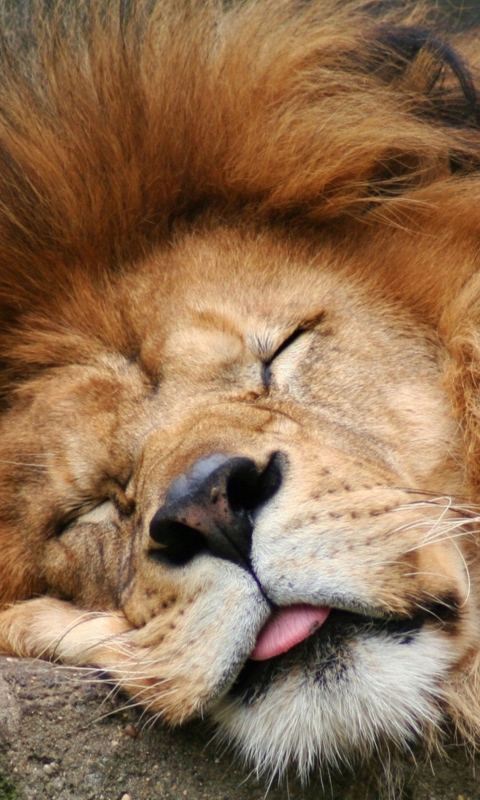 Das Sleeping Lion Wallpaper 480x800