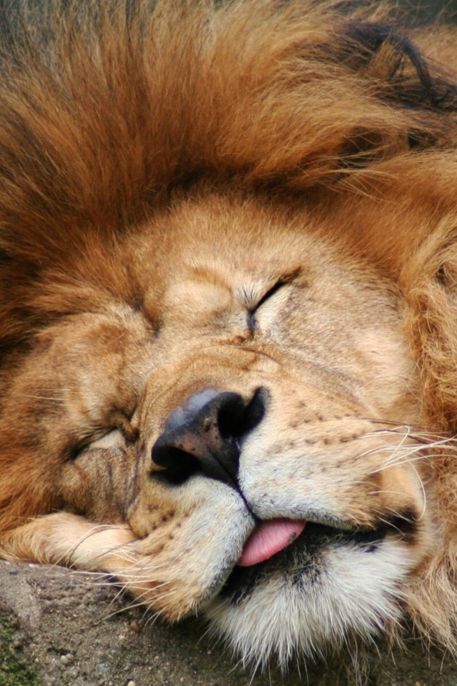 Fondo de pantalla Sleeping Lion 640x960