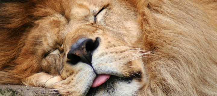 Das Sleeping Lion Wallpaper 720x320
