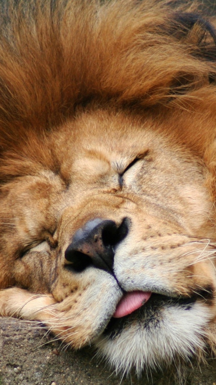 Sleeping Lion wallpaper 750x1334