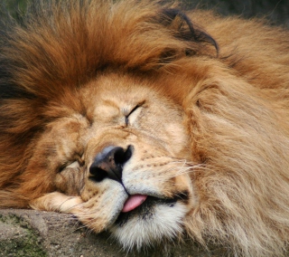 Sleeping Lion - Obrázkek zdarma pro 128x128