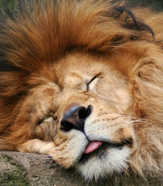 Sleeping Lion - Obrázkek zdarma pro 240x320