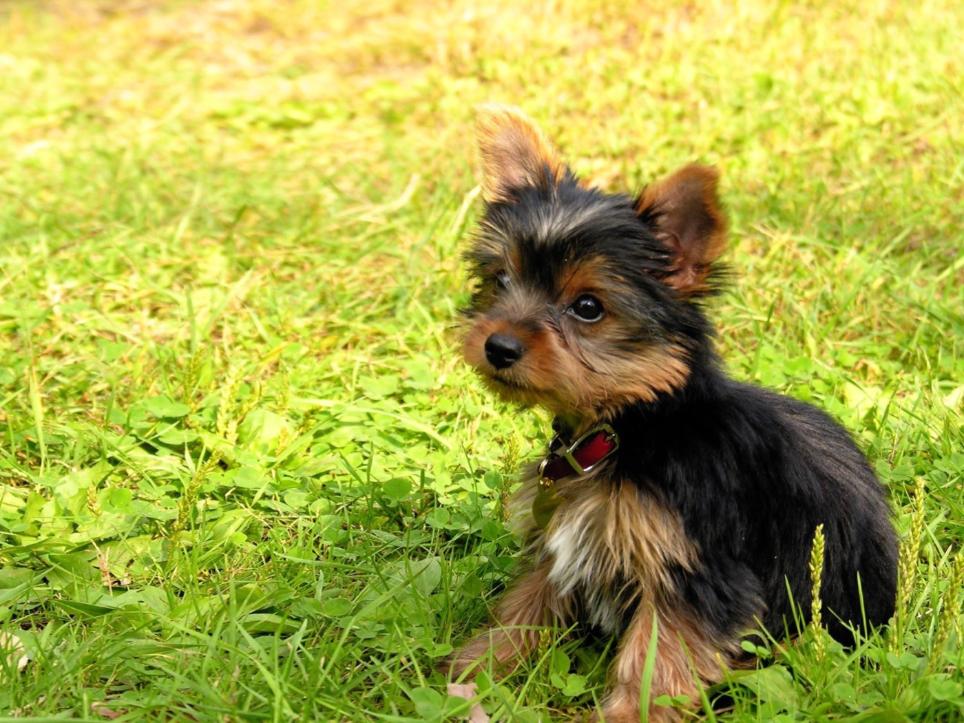 Fondo de pantalla Cute Fluffy Dog In Grass 1400x1050