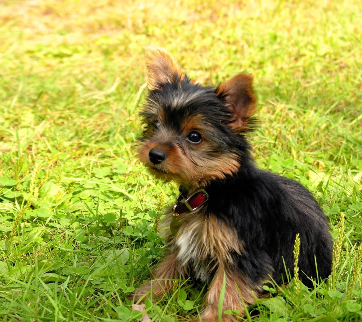 Cute Fluffy Dog In Grass screenshot #1 1440x1280