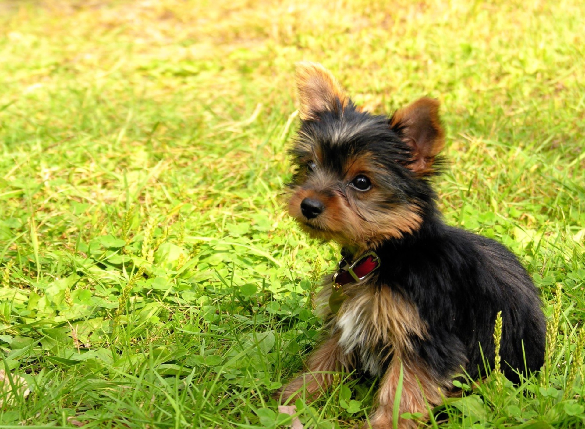 Fondo de pantalla Cute Fluffy Dog In Grass 1920x1408
