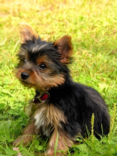 Cute Fluffy Dog In Grass wallpaper 240x320