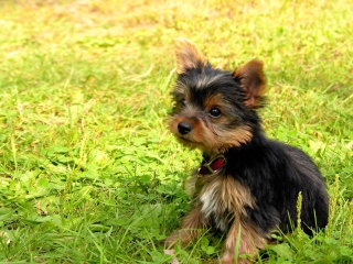 Screenshot №1 pro téma Cute Fluffy Dog In Grass 320x240