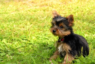 Cute Fluffy Dog In Grass Picture for Android, iPhone and iPad
