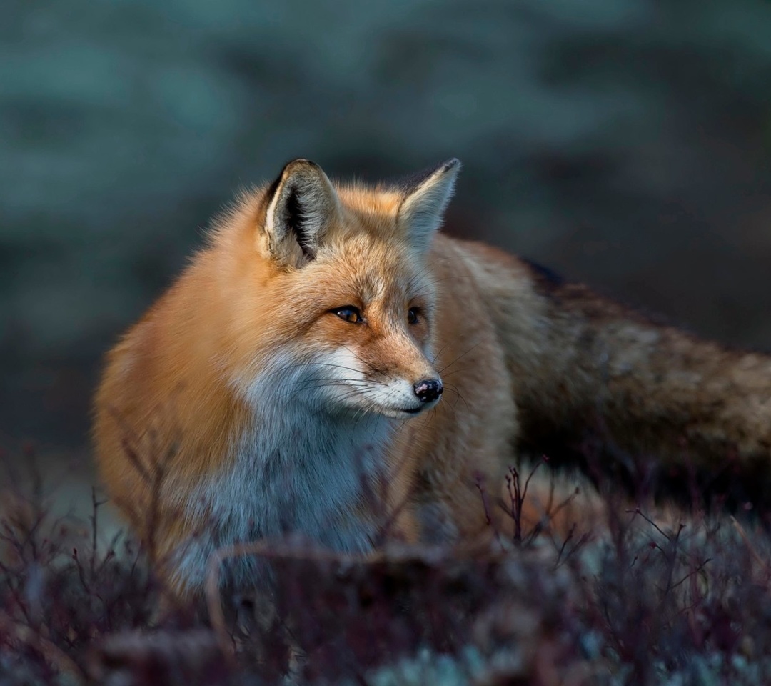 Fox in October wallpaper 1080x960