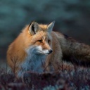 Das Fox in October Wallpaper 128x128