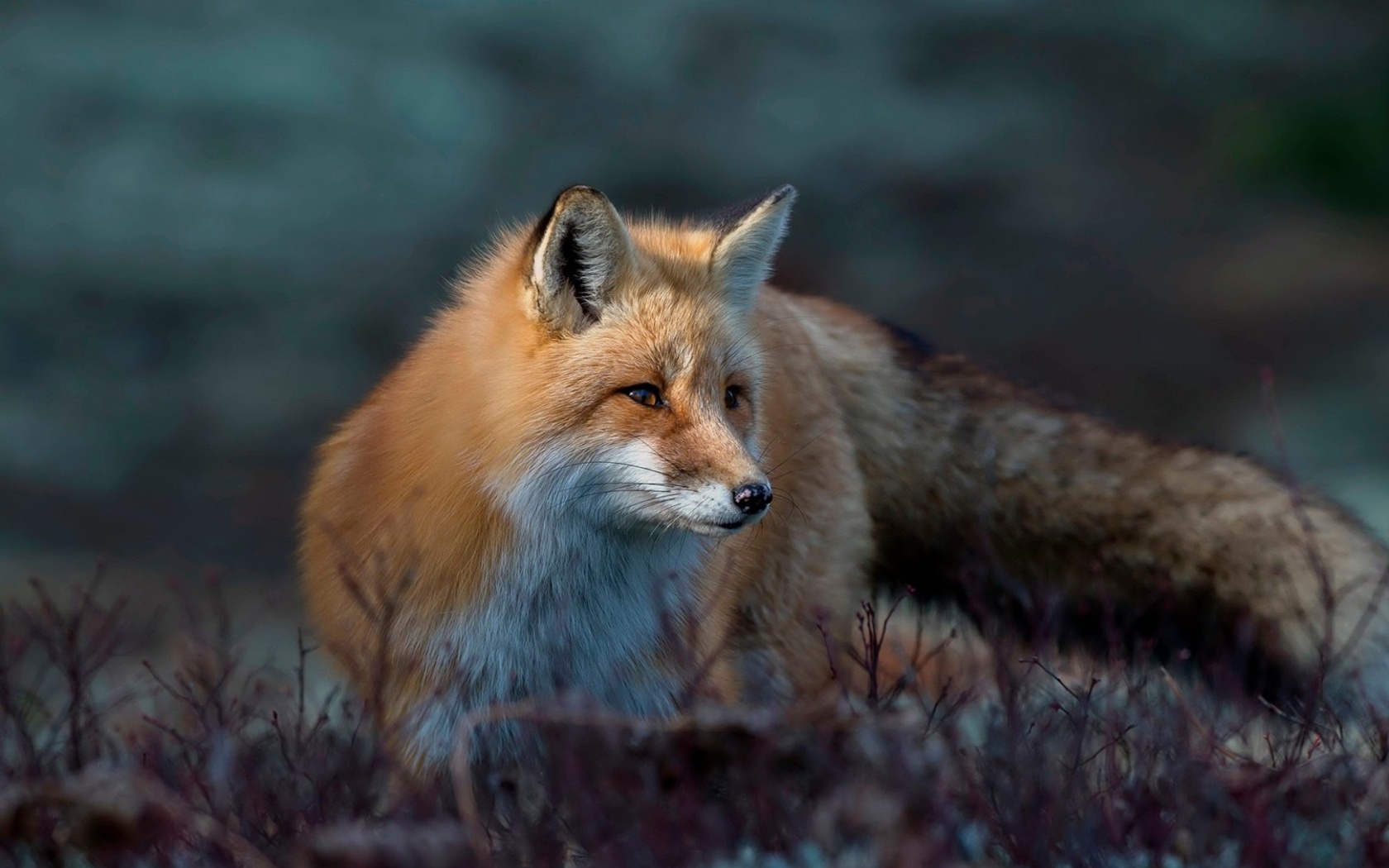 Fox in October wallpaper 1680x1050