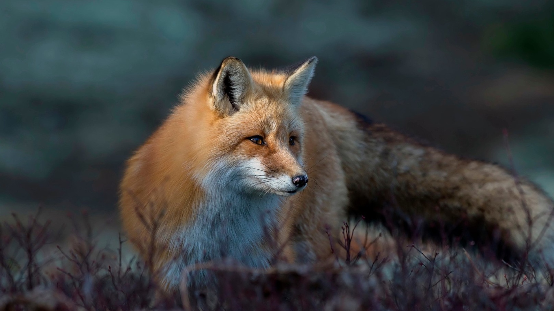 Fox in October wallpaper 1920x1080