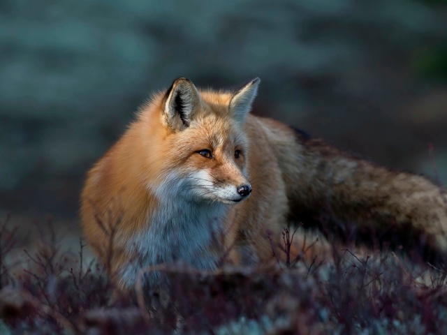 Обои Fox in October 640x480