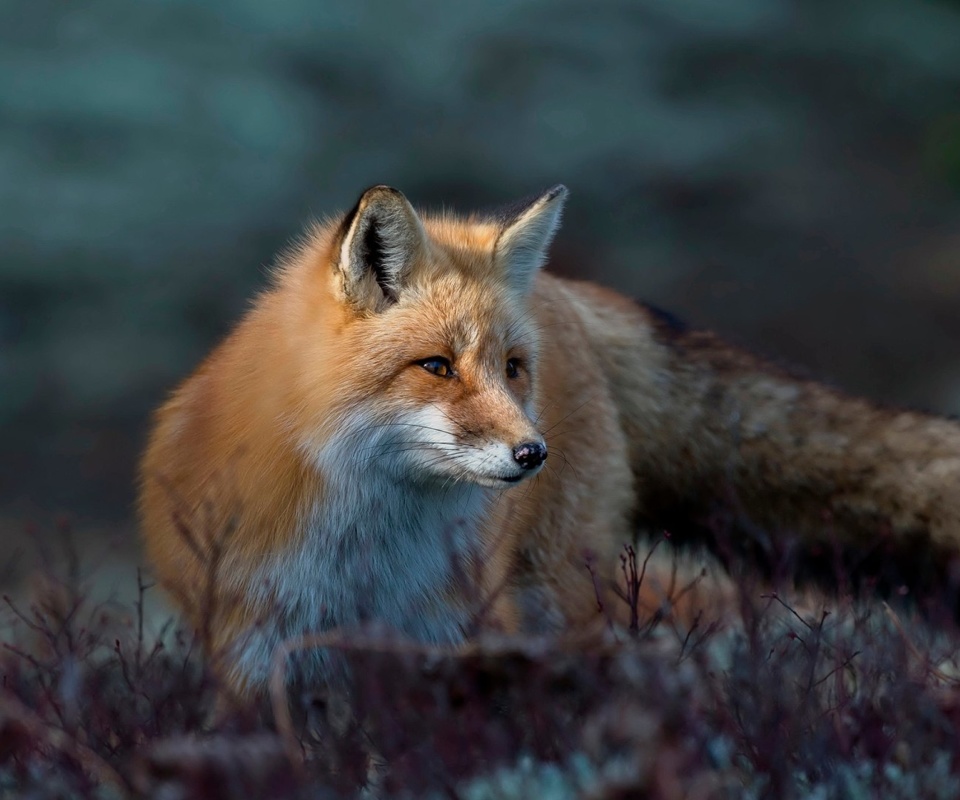 Das Fox in October Wallpaper 960x800