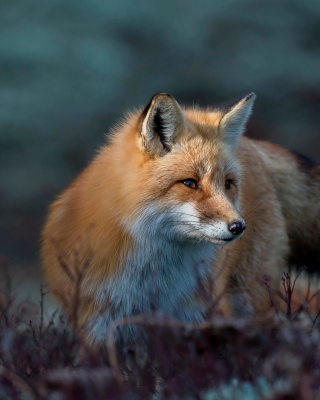 Картинка Fox in October на 240x320