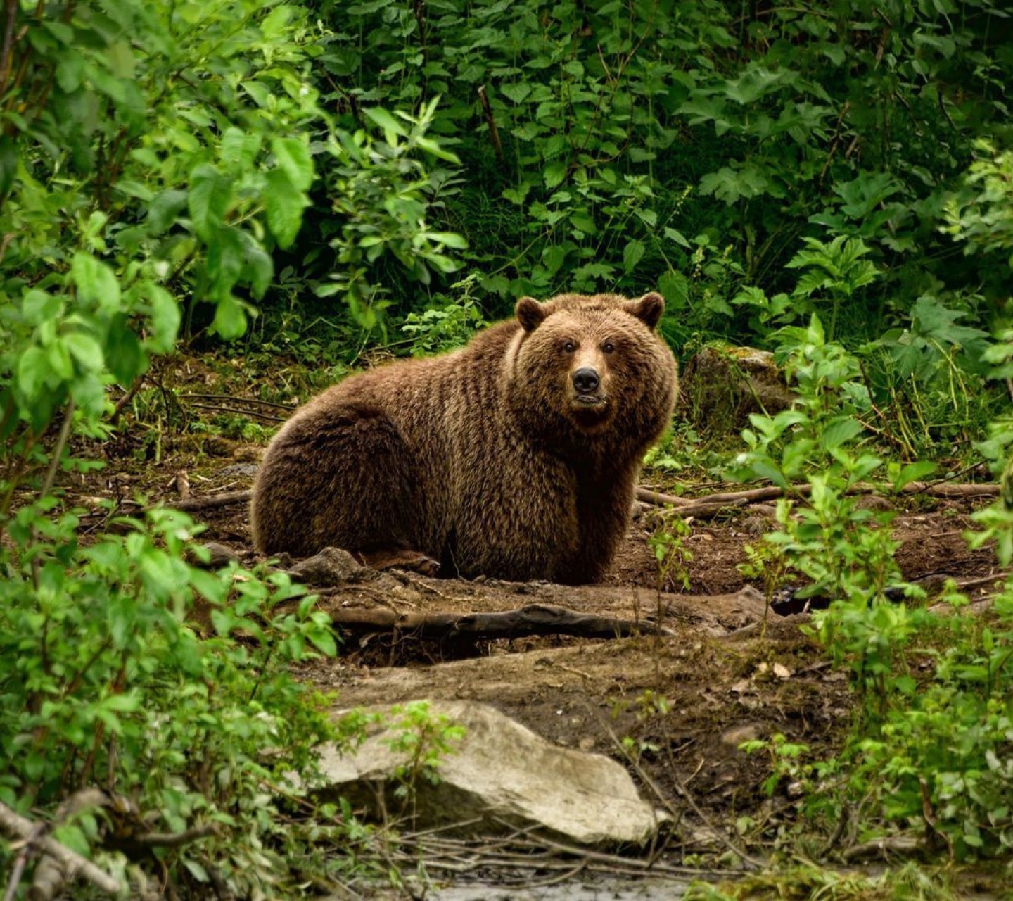 Обои Bear Wildlife 1440x1280