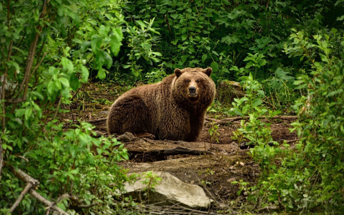 Screenshot №1 pro téma Bear Wildlife 1440x900