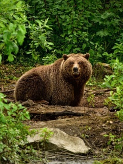 Sfondi Bear Wildlife 240x320