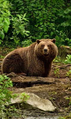 Screenshot №1 pro téma Bear Wildlife 240x400