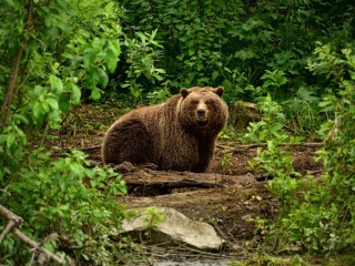 Sfondi Bear Wildlife 320x240