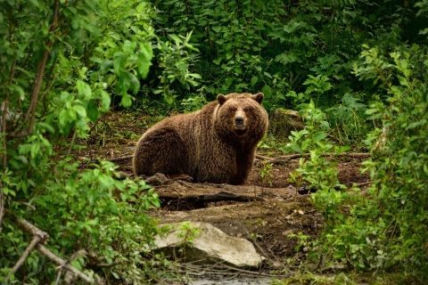 Fondo de pantalla Bear Wildlife 480x320