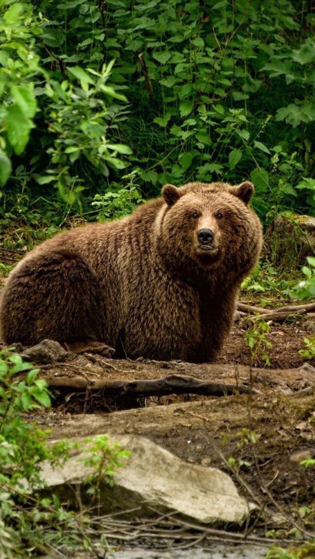 Обои Bear Wildlife 640x1136