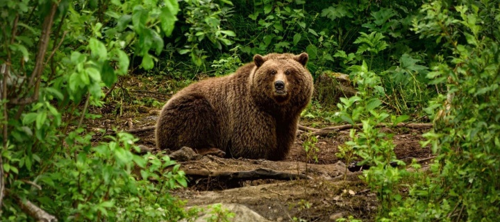 Screenshot №1 pro téma Bear Wildlife 720x320