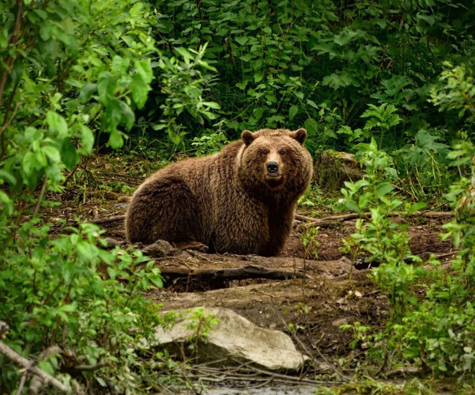 Sfondi Bear Wildlife 960x800