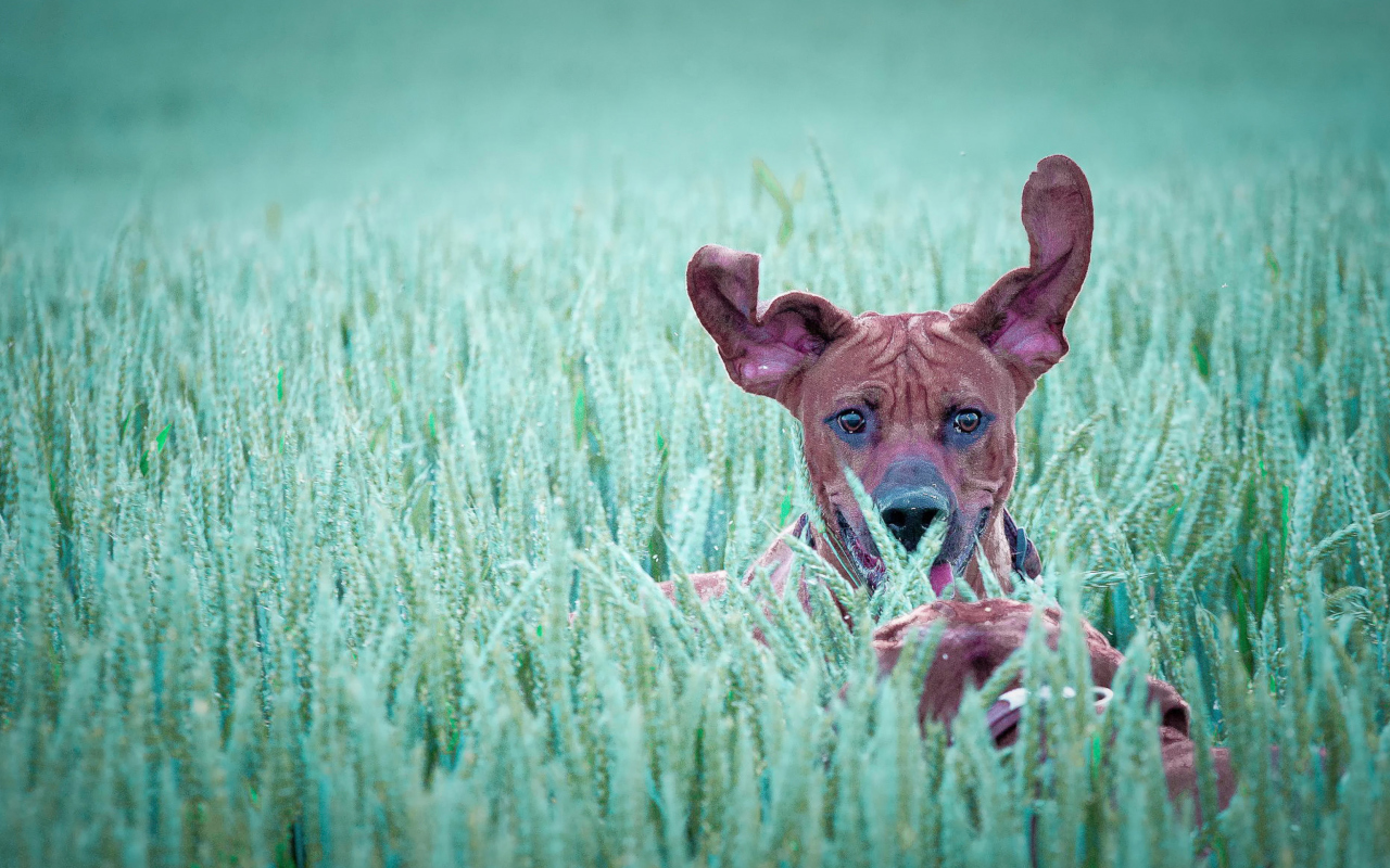 Das Dog Having Fun In Grass Wallpaper 1280x800