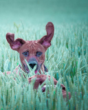 Das Dog Having Fun In Grass Wallpaper 128x160