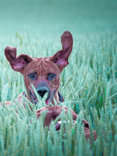 Screenshot №1 pro téma Dog Having Fun In Grass 240x320