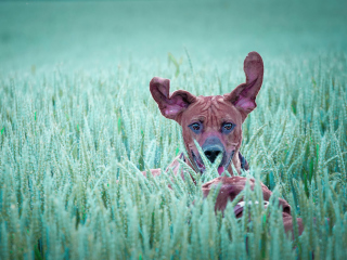 Das Dog Having Fun In Grass Wallpaper 320x240