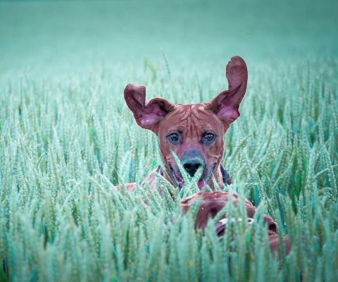 Screenshot №1 pro téma Dog Having Fun In Grass 480x400