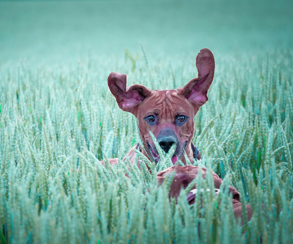 Dog Having Fun In Grass wallpaper 960x800