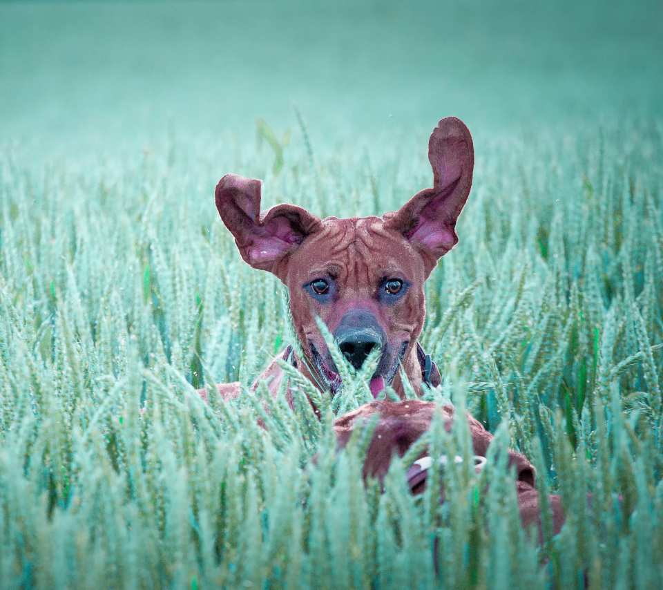 Dog Having Fun In Grass wallpaper 960x854