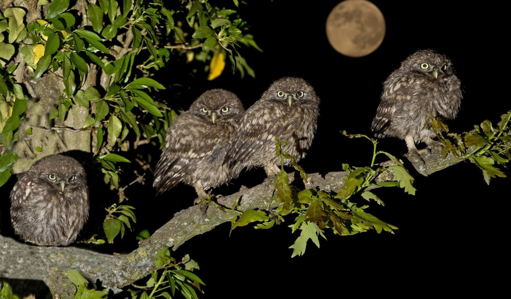 Owl under big Moon wallpaper 1024x600