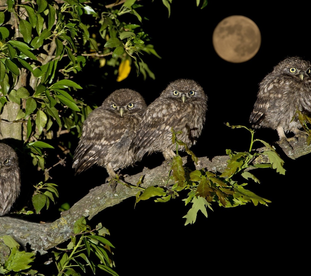 Обои Owl under big Moon 1080x960