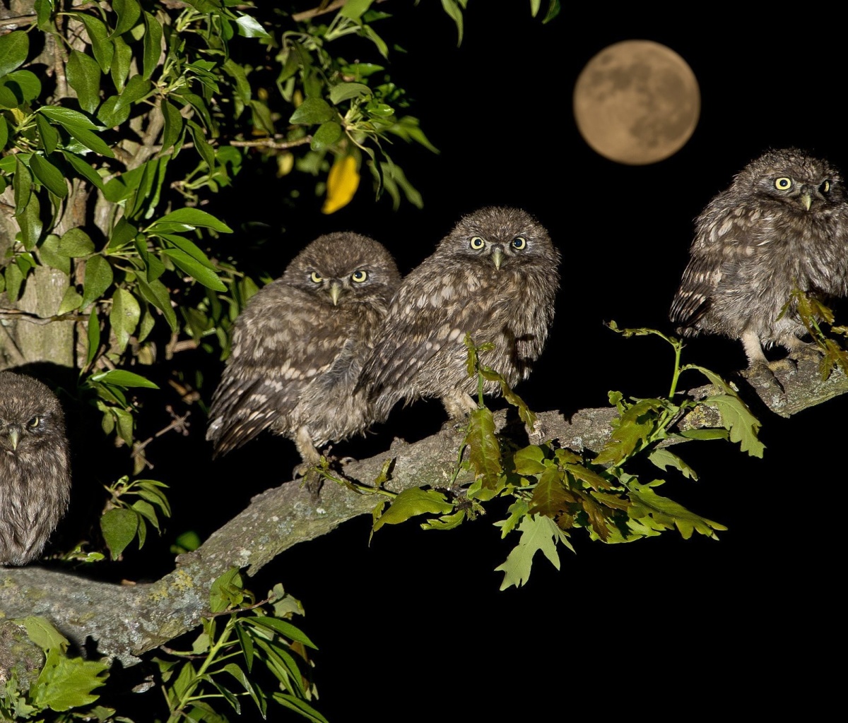 Owl under big Moon screenshot #1 1200x1024