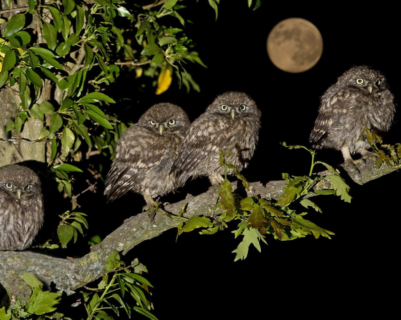 Fondo de pantalla Owl under big Moon 1280x1024